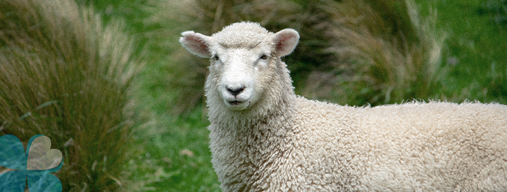 ternua-group-lana-aislante