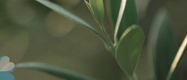 flash-social-investor-españa