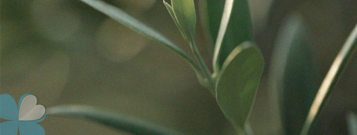 flash-social-investor-españa