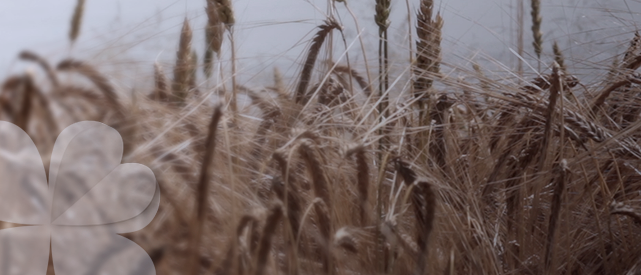 India prohíbe las exportaciones de trigo a países extranjeros. Proteger su mercado interno de la elevado inflación, y unas malas cosechas, son las causas de tal decisión.