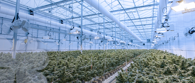 El gobierno federal de EE.UU. ha avanzado para despenalizar a nivel nacional el cannabis, rebajando su penalización considerablemente.