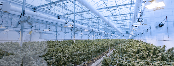 El gobierno federal de EE.UU. ha avanzado para despenalizar a nivel nacional el cannabis, rebajando su penalización considerablemente.